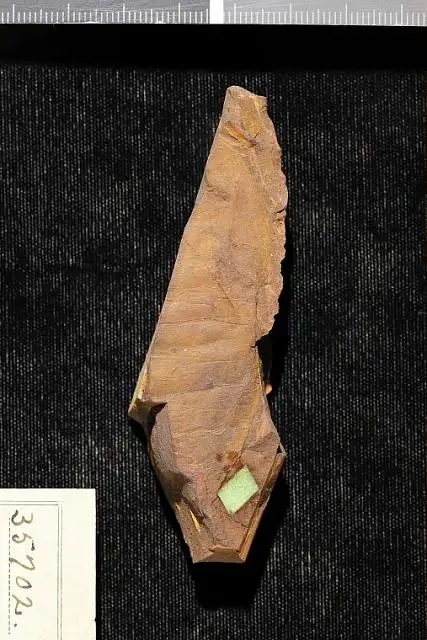 Dokumentasi USNM P35702 dengan identifikasi pada sumber Gleditsiophyllum hilgardianum. Isi dan label gambar dipertahankan.