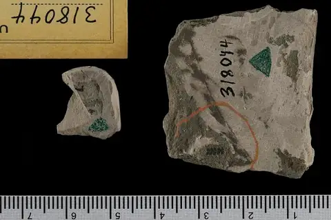 Dokumentasi USNM PAL318044 dengan identifikasi pada sumber Gleichenia delicatula. Isi dan label gambar dipertahankan.