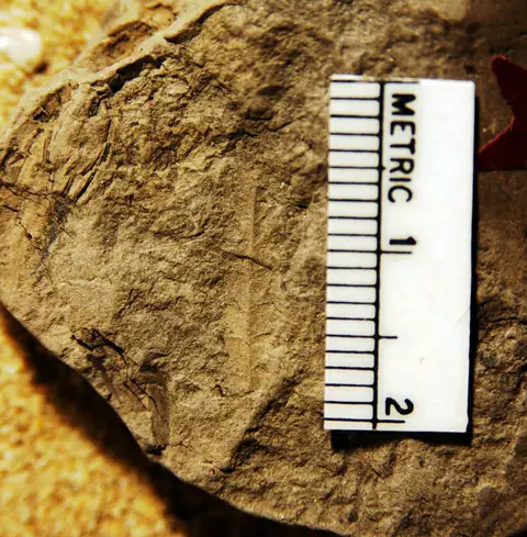Dokumentasi YPM PB 027545 dengan identifikasi pada sumber Gleichenia saundersii. Isi dan label gambar dipertahankan.