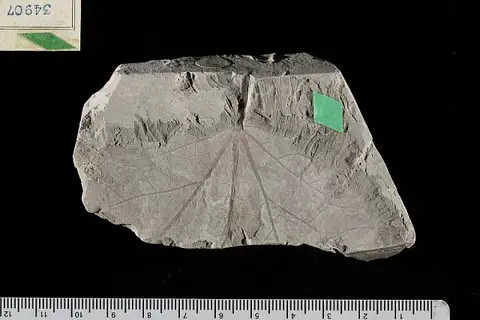 Dokumentasi USNM P34907 dengan identifikasi pada sumber Grewiopsis formosa. Isi dan label gambar dipertahankan.