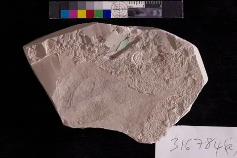 Dokumentasi USNM PAL316784 dengan identifikasi pada sumber Grewiopsis tennesseensis. Isi dan label gambar dipertahankan.