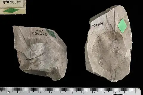 Dokumentasi USNM P34906 dengan identifikasi pada sumber Grewiopsis tuscaloosensis. Isi dan label gambar dipertahankan.