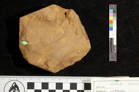 Dokumentasi USNM P50101 dengan identifikasi pada sumber Hedera cretacea. Isi dan label gambar dipertahankan.