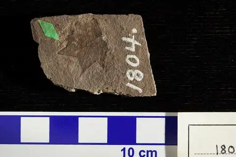 Dokumentasi USNM P1804 dengan identifikasi pada sumber Hedera marginata. Isi dan label gambar dipertahankan.