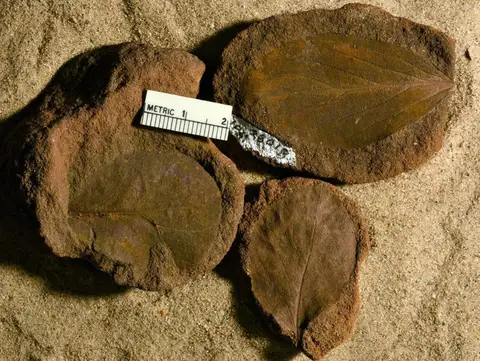 Dokumentasi YPM PB 028014 dengan identifikasi pada sumber Hedera ovalis. Isi dan label gambar dipertahankan.