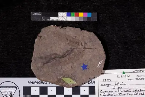 Dokumentasi USNM P1870 dengan identifikasi pada sumber Carya bilinica. Isi dan label gambar dipertahankan.