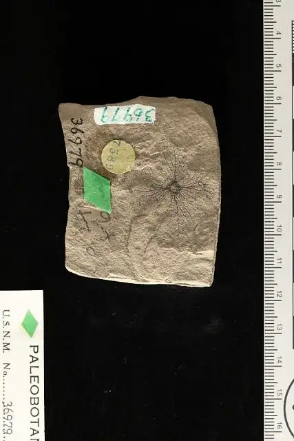 Dokumentasi USNM P36979 dengan identifikasi pada sumber Hydrangea bendirei. Isi dan label gambar dipertahankan.