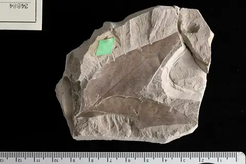 Dokumentasi USNM P34884 dengan identifikasi pada sumber Hymenaea fayettensis. Isi dan label gambar dipertahankan.