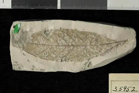 Dokumentasi USNM P35952 dengan identifikasi pada sumber Icacorea prepaniculata. Isi dan label gambar dipertahankan.