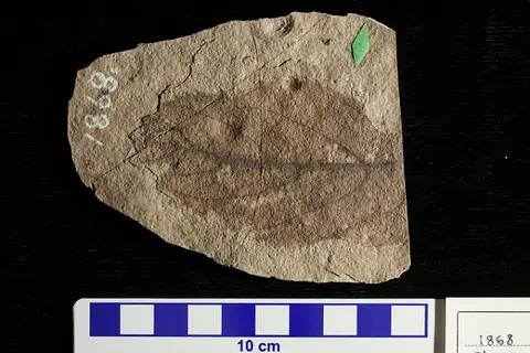 Dokumentasi USNM P1868 dengan identifikasi pada sumber Ilex grandifolia. Isi dan label gambar dipertahankan.