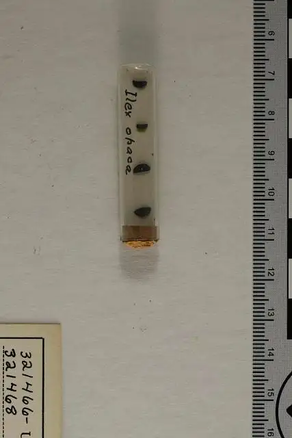Dokumentasi USNM PAL321466 dengan identifikasi pada sumber Ilex opaca. Isi dan label gambar dipertahankan.