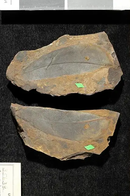 Dokumentasi USNM P35639 dengan identifikasi pada sumber Inga laurinafolia. Isi dan label gambar dipertahankan.