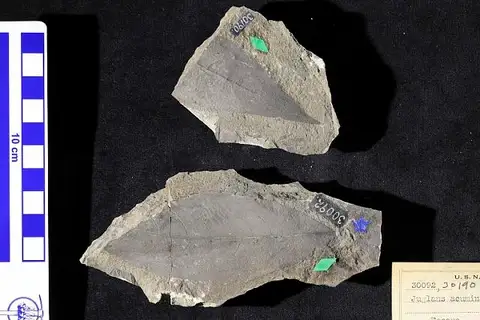Dokumentasi USNM P30190 dengan identifikasi pada sumber Juglans acuminata. Isi dan label gambar dipertahankan.
