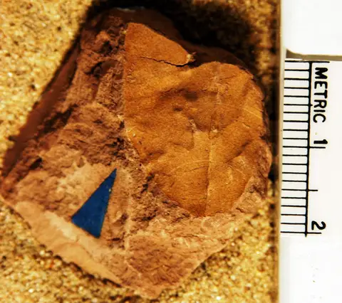 Dokumentasi YPM PB 023877 dengan identifikasi pada sumber Pterocarya denticulata. Isi dan label gambar dipertahankan.