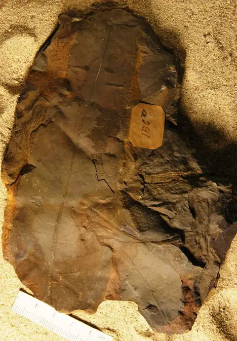 Dokumentasi YPM PB 020644 dengan identifikasi pada sumber Juglans elongata. Isi dan label gambar dipertahankan.