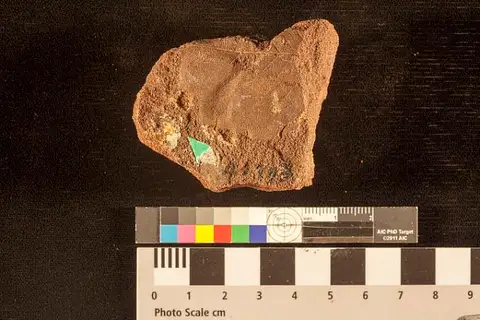 Dokumentasi USNM P40783A dengan identifikasi pada sumber Juncus crassulus. Isi dan label gambar dipertahankan.