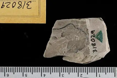 Dokumentasi USNM PAL318029 dengan identifikasi pada sumber Kalmia brittoniana. Isi dan label gambar dipertahankan.