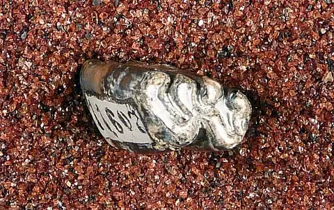 Dokumentasi USNM V11607 dengan identifikasi pada sumber Castor accessor. Isi dan label gambar dipertahankan.
