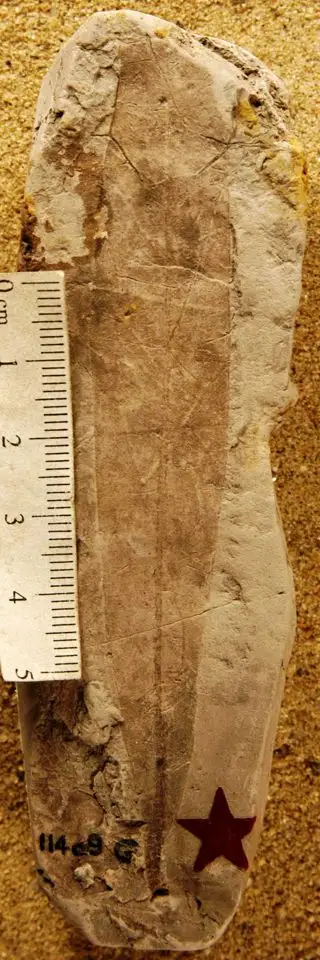 Dokumentasi YPM PB 011059 dengan identifikasi pada sumber Laurophyllum angustifolium. Isi dan label gambar dipertahankan.