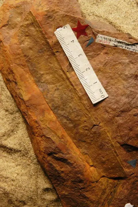 Dokumentasi YPM PB 027877 dengan identifikasi pada sumber Laurophyllum ocoteaeoides. Isi dan label gambar dipertahankan.