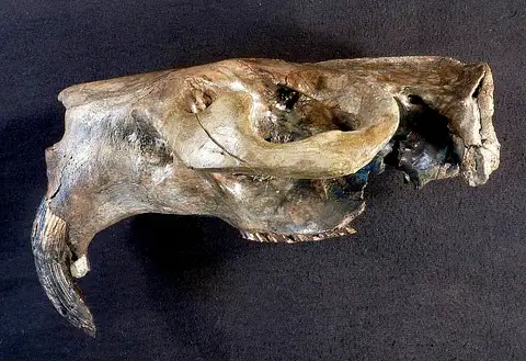 Dokumentasi USNM V1634 dengan identifikasi pada sumber Castoroides ohioensis. Isi dan label gambar dipertahankan.