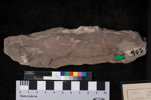 Dokumentasi USNM P905 dengan identifikasi pada sumber Laurus ocoteoides. Isi dan label gambar dipertahankan.