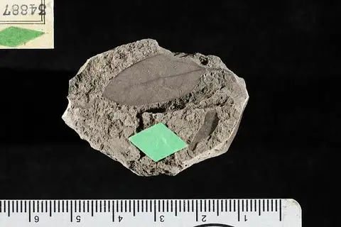 Dokumentasi USNM P34887 dengan identifikasi pada sumber Leguminosites ingaefolia. Isi dan label gambar dipertahankan.