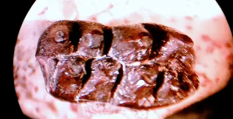 Dokumentasi USNM V15757 dengan identifikasi pada sumber Catopsalis utahensis. Isi dan label gambar dipertahankan.