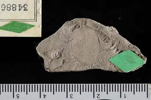 Dokumentasi USNM P34886 dengan identifikasi pada sumber Leguminosites shirleyensis. Isi dan label gambar dipertahankan.