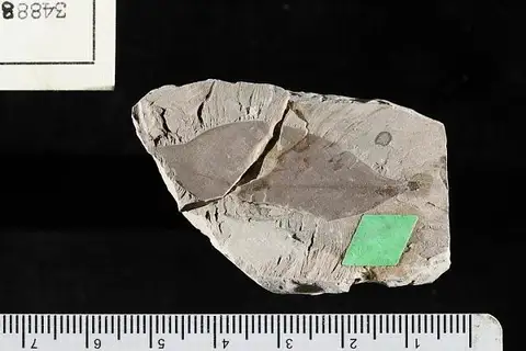 Dokumentasi USNM P34888 dengan identifikasi pada sumber Leguminosites tuscaloosensis. Isi dan label gambar dipertahankan.