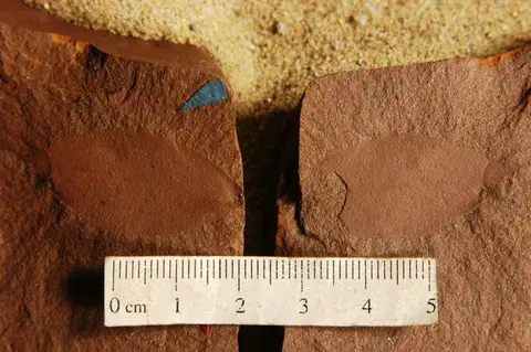 Dokumentasi YPM PB 027933.A dengan identifikasi pada sumber Ligustrum subtile. Isi dan label gambar dipertahankan.