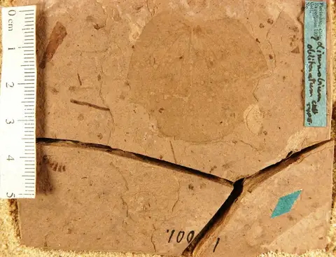 Dokumentasi YPM PB 023935 dengan identifikasi pada sumber Limnobium obliteratum. Isi dan label gambar dipertahankan.