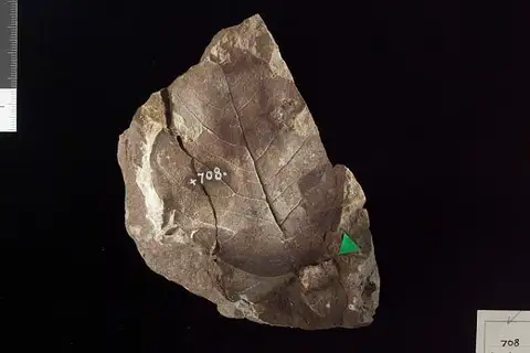 Dokumentasi USNM P708A dengan identifikasi pada sumber Liriodendron giganteum. Isi dan label gambar dipertahankan.