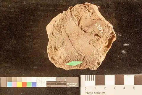 Dokumentasi USNM P707 dengan identifikasi pada sumber Liriodendron meekii. Isi dan label gambar dipertahankan.