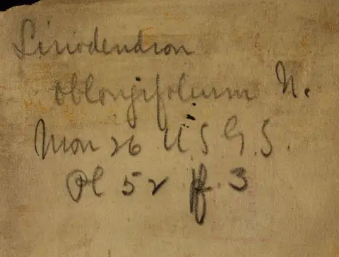 Dokumentasi YPM PB 151955 dengan identifikasi pada sumber Liriodendron oblongifolium. Isi dan label gambar dipertahankan.