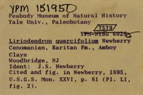 Dokumentasi YPM PB 151950 dengan identifikasi pada sumber Liriodendron quercifolium. Isi dan label gambar dipertahankan.