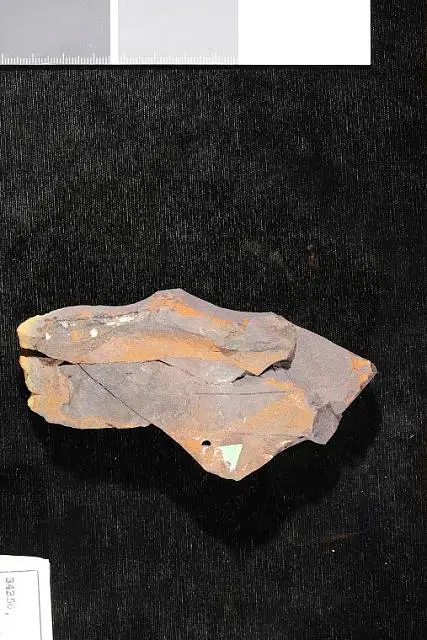 Dokumentasi USNM P34356 dengan identifikasi pada sumber Liriodendropsis angustifolia. Isi dan label gambar dipertahankan.