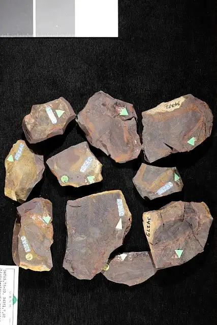 Dokumentasi USNM P34279 dengan identifikasi pada sumber Liriodendropsis constricta. Isi dan label gambar dipertahankan.