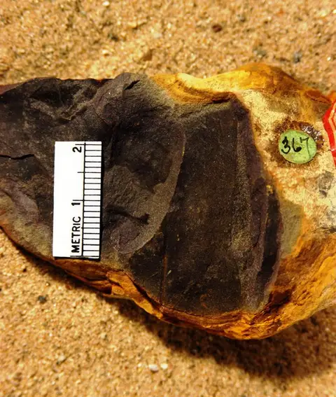 Dokumentasi YPM PB 020563 dengan identifikasi pada sumber Liriodendropsis spectabilis. Isi dan label gambar dipertahankan.