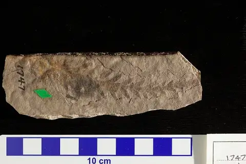 Dokumentasi USNM P1747 dengan identifikasi pada sumber Lomatia acutiloba. Isi dan label gambar dipertahankan.