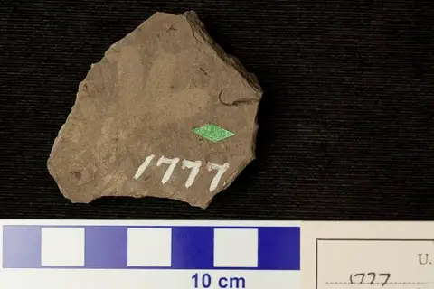 Dokumentasi USNM P1777 dengan identifikasi pada sumber Lomatia tripartita. Isi dan label gambar dipertahankan.