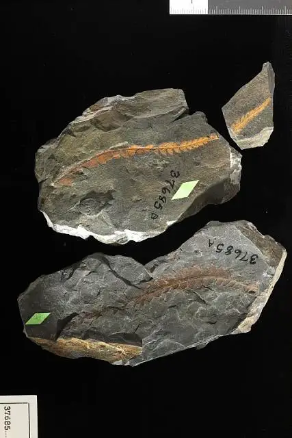 Dokumentasi USNM P37685 dengan identifikasi pada sumber Lonchopteris oblonga. Isi dan label gambar dipertahankan.