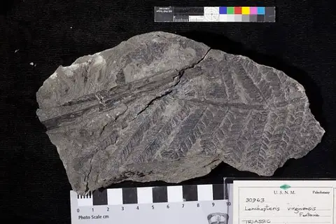Dokumentasi USNM P30963 dengan identifikasi pada sumber Lonchopteris virginiensis. Isi dan label gambar dipertahankan.