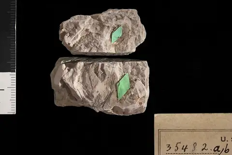 Dokumentasi USNM P35482A dengan identifikasi pada sumber Lycopodites eoligniticus. Isi dan label gambar dipertahankan.