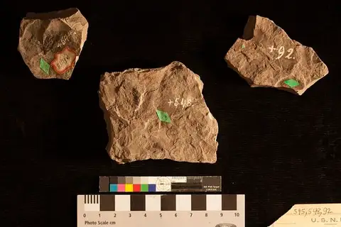 Dokumentasi USNM P544 dengan identifikasi pada sumber Selaginella falcata. Isi dan label gambar dipertahankan.