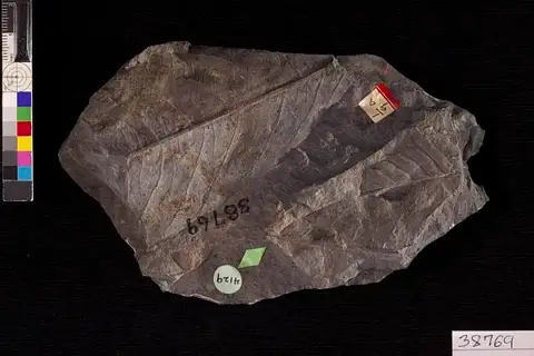 Dokumentasi USNM P38769 dengan identifikasi pada sumber Magnolia inglefieldi. Isi dan label gambar dipertahankan.