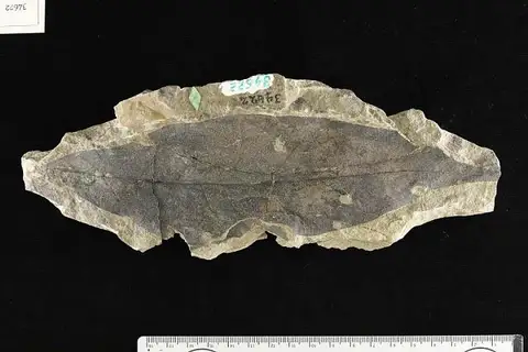 Dokumentasi USNM P34622 dengan identifikasi pada sumber Magnolia leei. Isi dan label gambar dipertahankan.