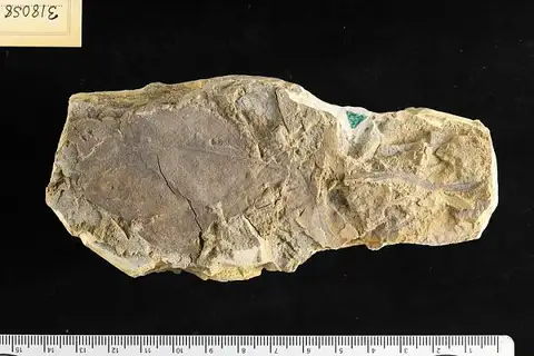 Dokumentasi USNM PAL318058 dengan identifikasi pada sumber Magnolia longipes. Isi dan label gambar dipertahankan.