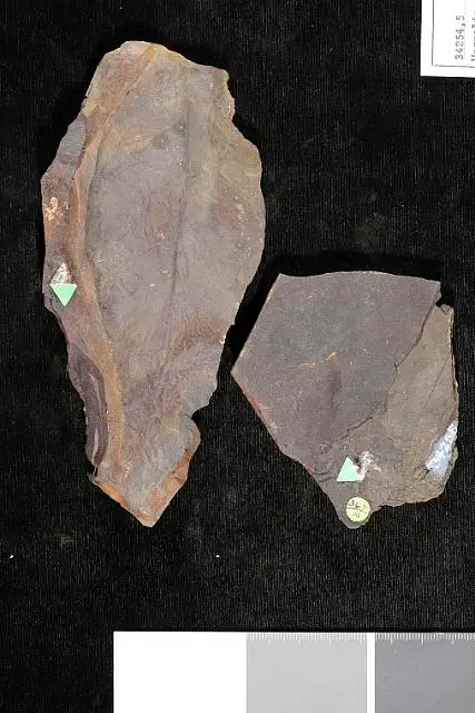 Dokumentasi USNM P34255 dengan identifikasi pada sumber Magnolia speciosa. Isi dan label gambar dipertahankan.