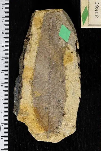 Dokumentasi USNM P34869 dengan identifikasi pada sumber Malapoenna cottondalensis. Isi dan label gambar dipertahankan.